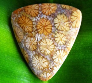 Gem Profile- Petoskey Stones and Indonesian Fossil Coral