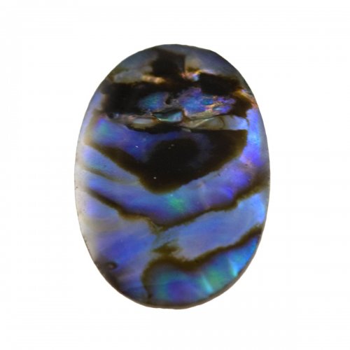 What are Abalone and Paua Shells