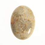 Fossil Coral Agate Cabochons