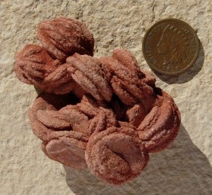 Judy Ellis's Gem Profile- Desert Rose - , General Education, , Barite – Oklahoma state rock