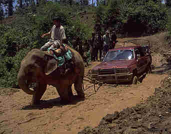 Judy Ellis's Gem Profile- Maw Sit Sit - , General Education, , Elephants shriek  Photo: R.W. Hughes