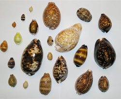 Judy Ellis's Gem Profile- Cowrie Shells, Conch Shells, and Drilling Shells - , General Education, , Cowrie shells