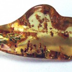 Dale Armstrong's Gem Profile- Amber - , General Education, , Tumble-polished, freeform amber from the Dominican Republic.